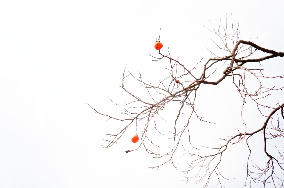 Blackcurrant Rice,sweet persimmon,autumn scenery,tree,winter,branch,Orange,scrawny,persimmon,dry branch,persimmon tree,winter landscape,Hongsi,autumn,a bare tree