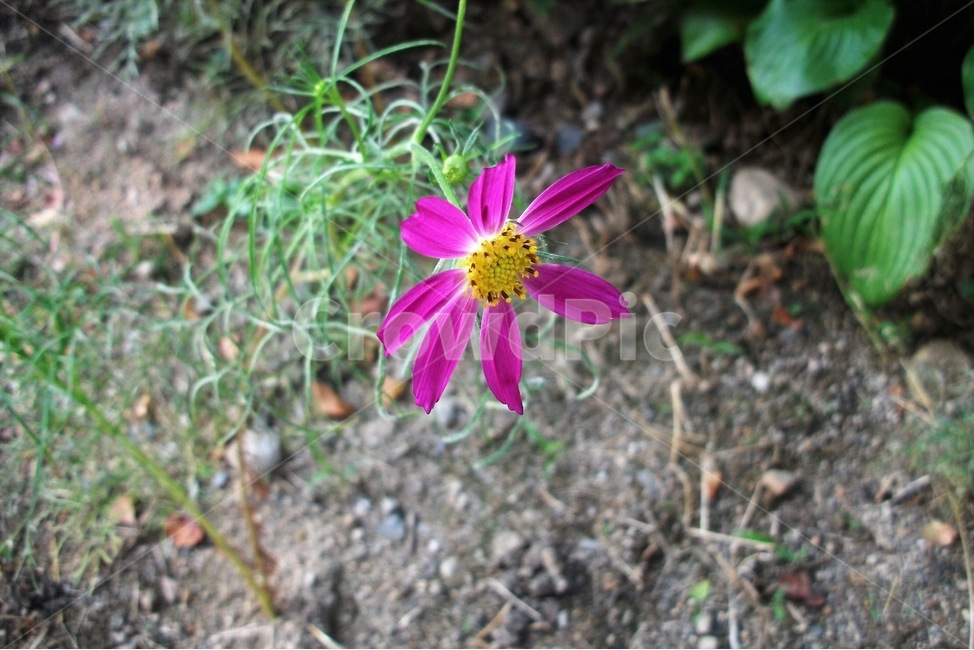 코스모스,꽃,식물,자연,늦여름,가을,가냘픈,가녀린,cosmos,plant,bloom,flower,latesummer,fall,식물,자연,plants,nature,꽃,flower