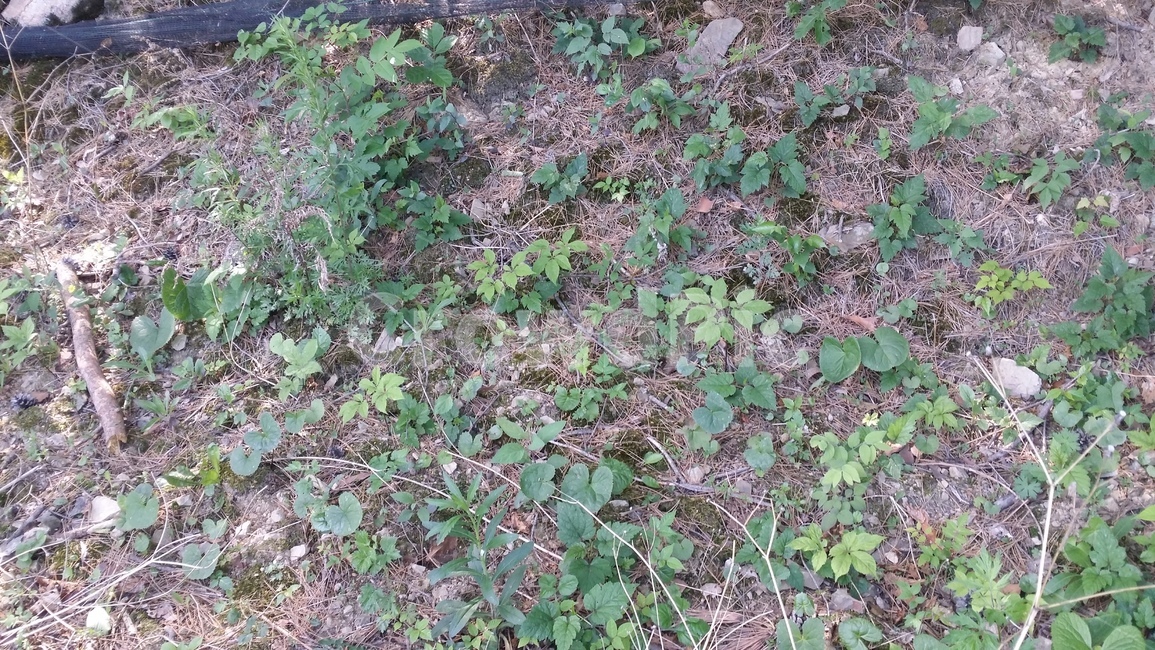 산삼밭,산삼,산삼잎,삼,식물,자연,풍경,nature,landscape,plant,potted plant,화분,pottery,도기류,jar,항아리,ground,바닥,planter,파종기,herbs,허브,herbal,허벌,leaf,잎