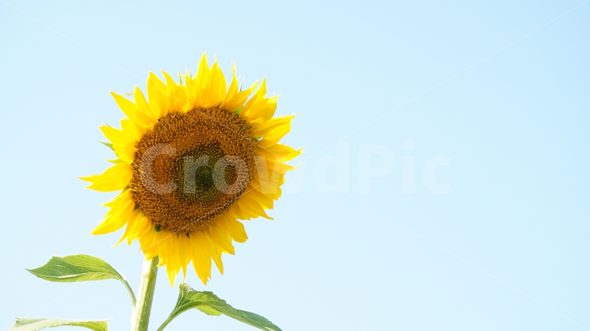 해바라기,해바리기축제,가을,꽃,식물,여름,계절,summer,season,식물,자연,plants,nature,꽃,flower,plant,blossom