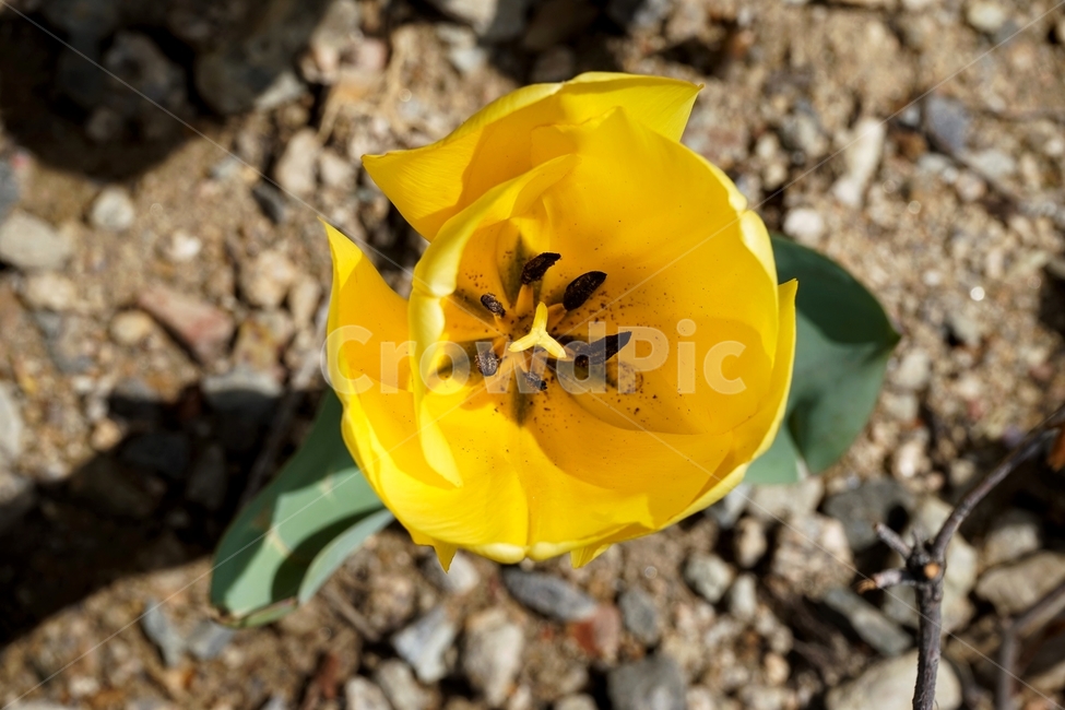 튤립,꽃,식물,자연,flower,plant