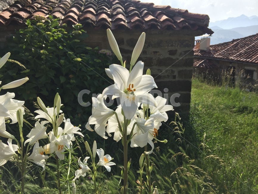 백합,lily,청순,하얀,화이트,순수,식물,plant,햇살,햇빛,야외,꽃,flower,야생,초록,green,wild,sunny,outdoor,nature,white