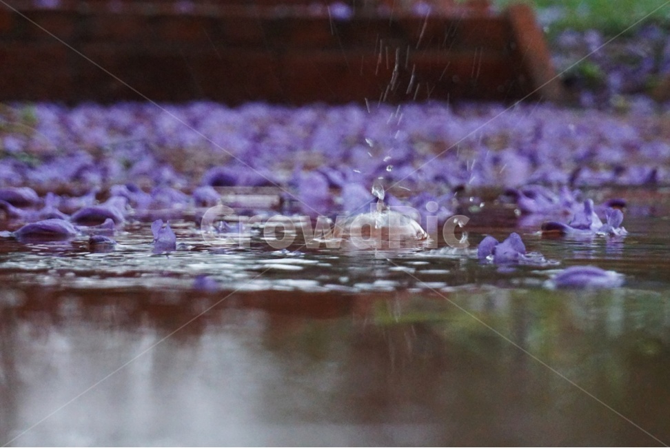 꽃,비,물방울,flower,rain