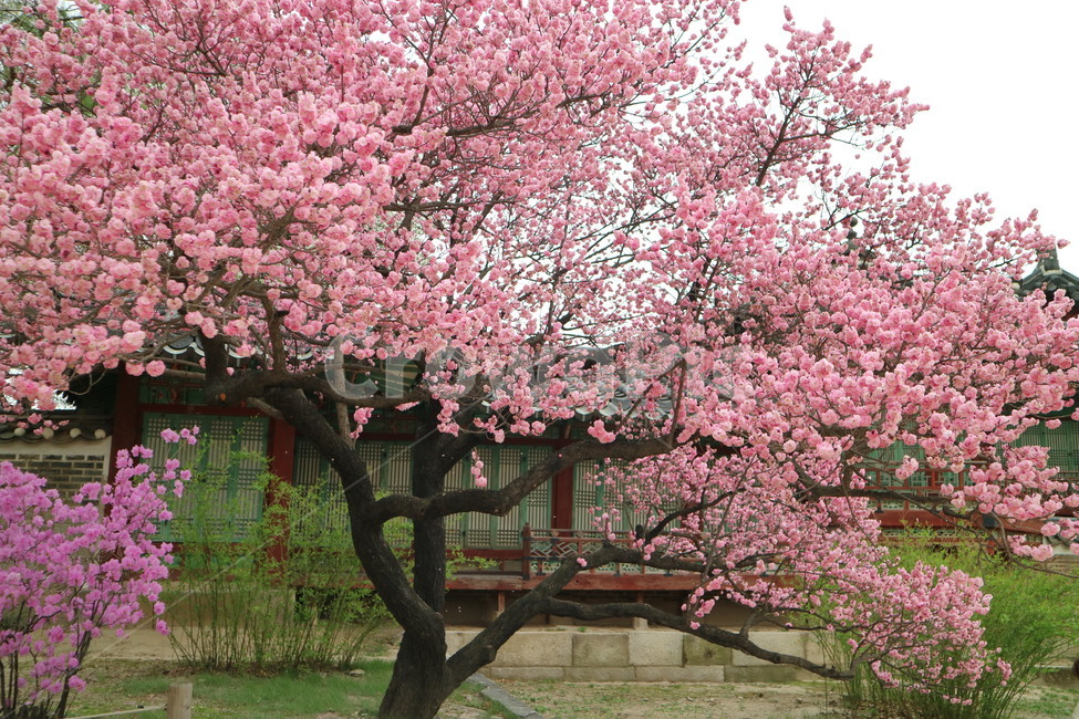 창덕궁,봄,산책,궁궐,전통,꽃,봄,계절,spring,season,한국전통,한국문화,korean traditional,korean culture,식물,자연,plants,nature,나무,trees,wood,plant,blossom,flower