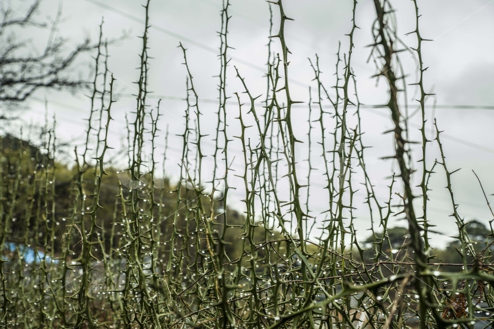 식물,나무,가시,가시나무,매동마을,지리산,마을,시골,식물,자연,plants,nature