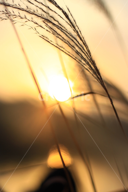 노을,갈대,억새,바람,감성,가을,계절,fall,autumn,season,식물,자연,plants,nature,감성,sensible,feeling,flare,플레어,light,빛,sunlight,햇빛,outdoors,옥외