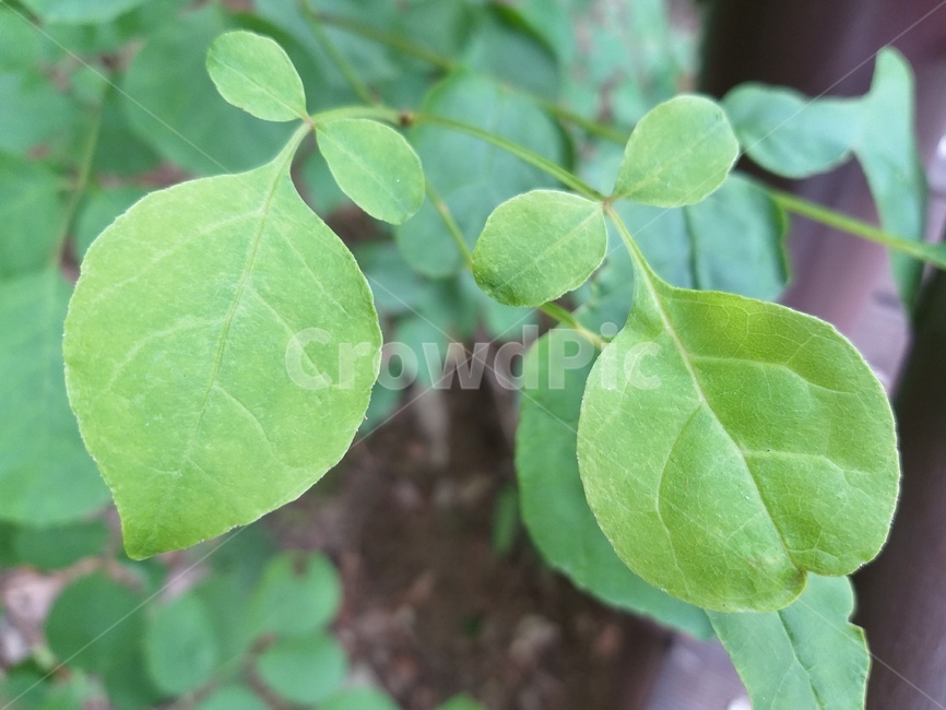 나뭇잎,leaf,잎,식물,자연,연두색