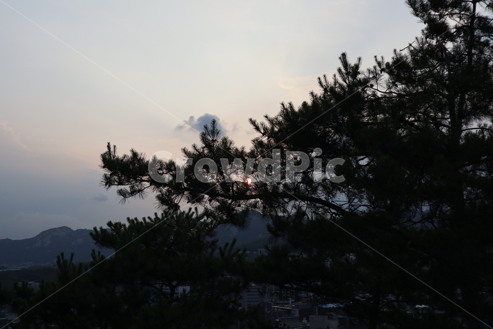 나무,하늘,해,산,자연