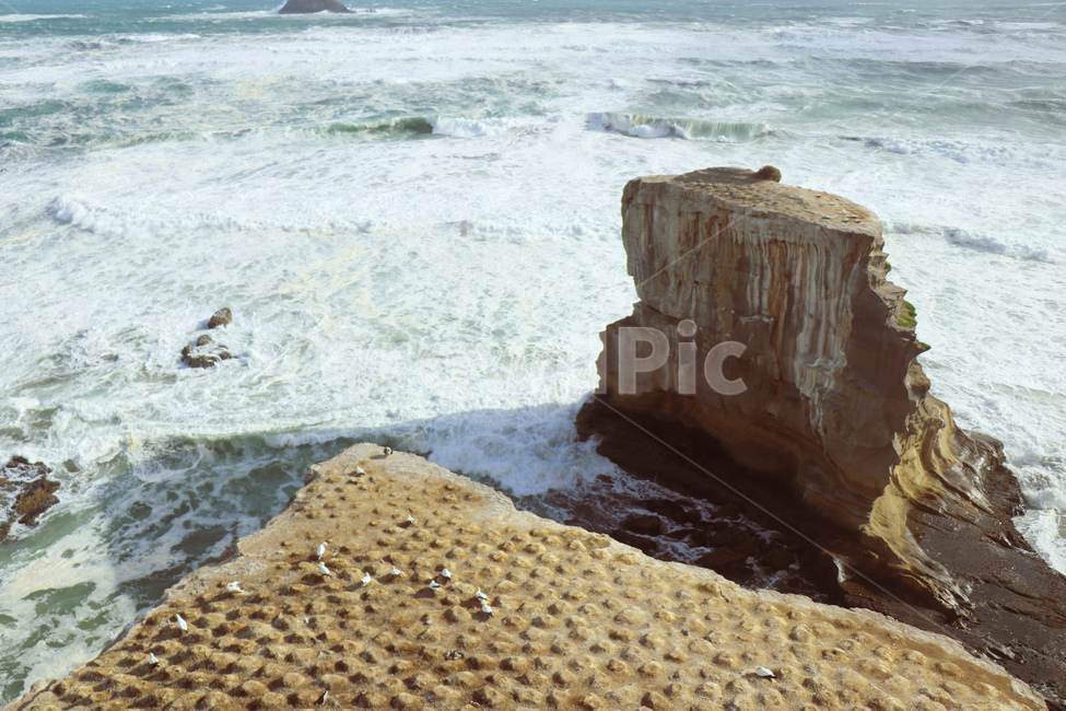 뉴질랜드,북섬,무리와이,해변,바다,태평양,바닷가,beach,ocean,sea,newzealand,muriwai,파도,wave,암석,돌,자연,대자연,풍경,광경,장관,갈매기,새,동물,조류