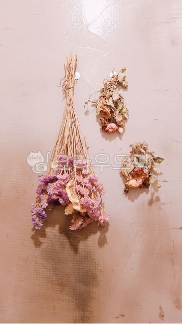 드라이플라워,꽃,flowers,pink,plant