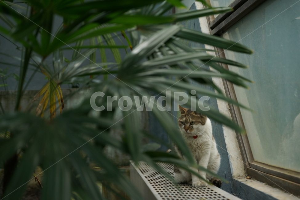고양이,귀여운,동물,식물,순간포착,식물원,동물,animal,포유류,mammal,고양이,cat,kitten,kitty