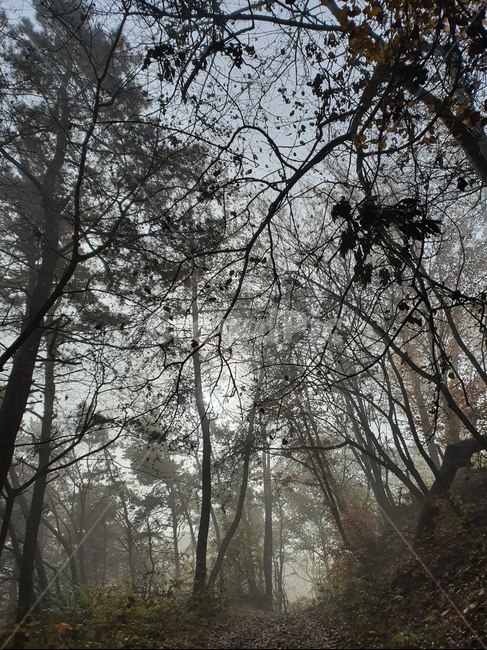 산,안개낀,숲,woods,가을,tree,나무,nature