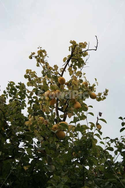 식물,plant,가을,나무,모과,열매,식물,자연,plants,nature,과일,열매,fruit