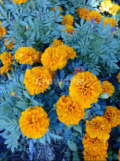 금잔화,금송화,金松花,옥동동화,성주화,당금잔,식물,꽃,plant,flower,potmarigold,관상용,한해살이풀,식물,자연,plants,nature,꽃,flower
