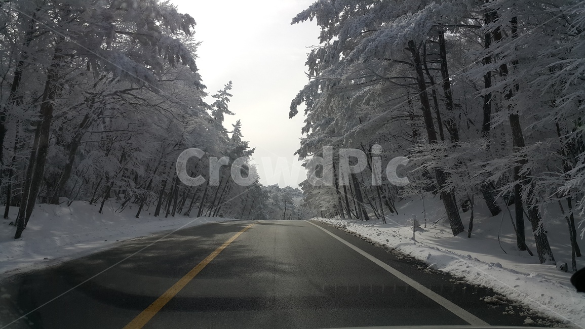 자연,눈쌓인도로,숲,눈,탁트인도로,제주도,1100도로,1100고지가는도로,삼나무,snow,road,겨울,계절,winter,season,자연,풍경,nature,landscape,도로,outdoors,옥외,asphalt,아스팔트