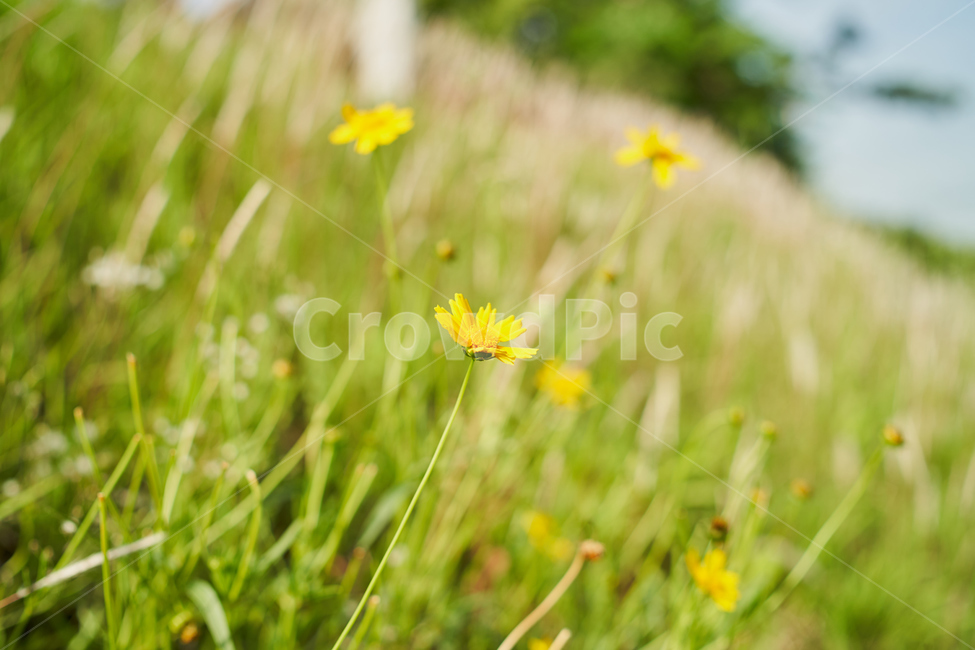 노랑,꽃,식물,yellow,flower,여름,식물,자연,plants,nature,꽃,flower
