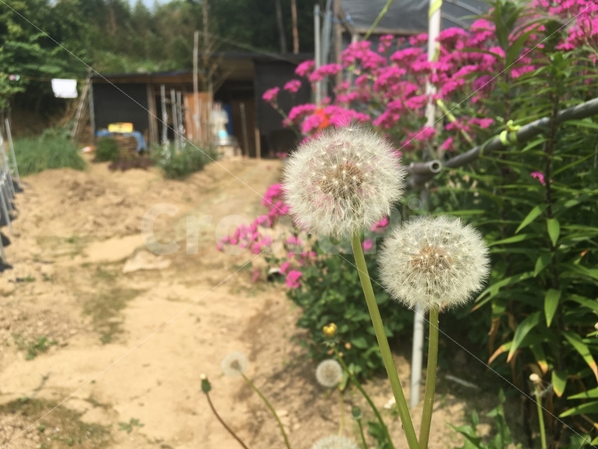 민들레,민들레씨,씨앗,꽃,봄,가을,시골,식물,자연,plants,nature,꽃,flower