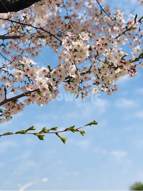 벚꽃,하늘,봄,꽃,spring,cherryblossom,flower,sky