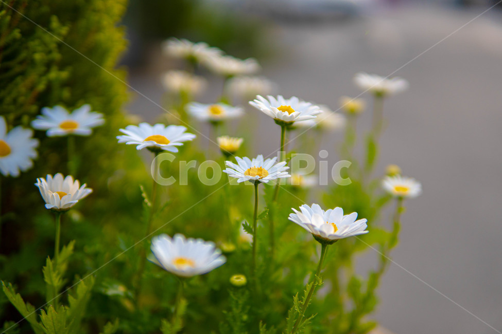 꽃,자연,plants,nature,flower,식물,꽃잎,화사한,하얀꽃