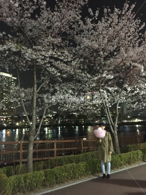 석촌호수,꽃놀이,벚꽃,봄,데이트,봄,계절,spring,season,야경,밤,풍경,nightscape,night,landscape,사람,인물,인간,human,person,여성,여자,woman,female,lady,outdoors,옥외,plant,식물