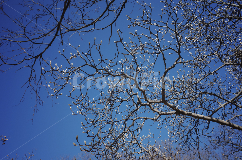 tree,나무,plant,식물,treetrunk,나무줄기,나뭇가지,하늘,sky,blue,파란하늘,푸른하늘,파란,푸른,백목련,목련,목련나무,꽃봉오리