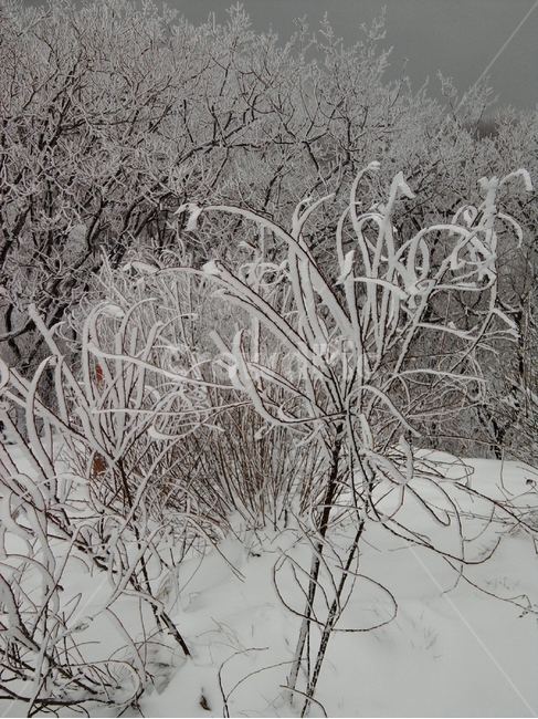 눈,눈보라,nature,자연,겨울