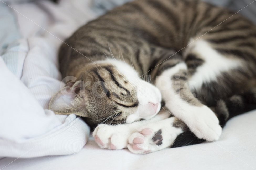 고양이,반려동물,유기묘,길냥이,애완동물,cat,pet,kitten,아기고양이,코숏,코리안숏헤어,캣대디,캣맘,반려묘,동물,동물,animal,고양이,cat,kitten,kitty,포유류,mammal