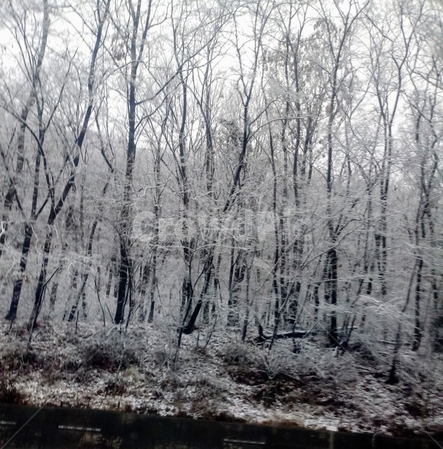 눈,설경,나무,나무가지,snow,하얀눈,자연,옥외,nature,winter,겨울,겨울,계절,winter,season,나무,trees,wood