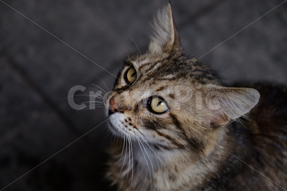 고양이,냥이,동물,눈빛,길고양이,시선,동물,animal,포유류,mammal,고양이,cat,kitten,kitty