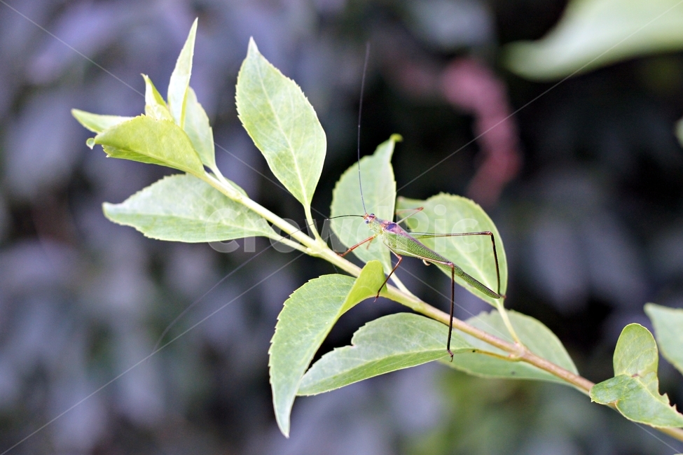 동물,곤충,여치,자연,생물,나뭇잎,nature,식물,자연,plants,nature,동물,animal,곤충,벌레,insect,bug