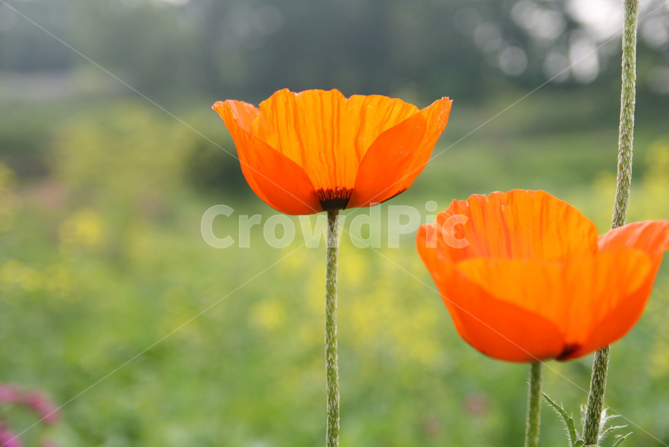 plant,식물,flower,양귀비,꽃,식물,자연,plants,nature,꽃,flower