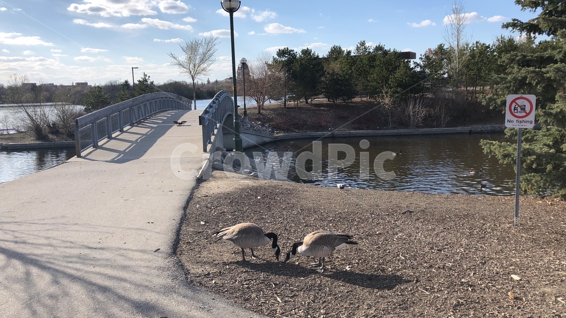 캐나다,공원,오리,강가,동물,하늘,canada,park,duck,river,animal,먹이,식사,새,조류,구름,나무,큰동물