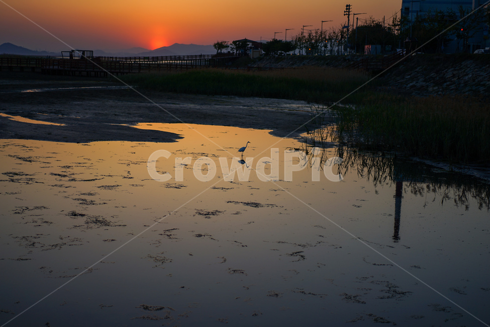 노을,석양,연못,새,반영,반사,sunset,pond,bird,reflection,nature,자연,옥외,outdoors