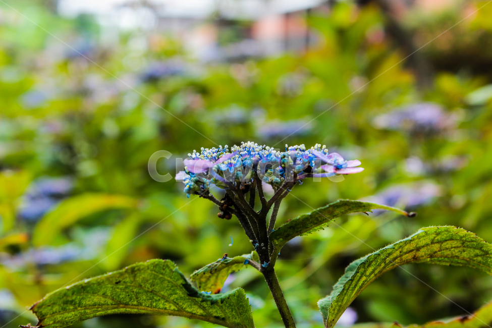 봄,꽃,들꽃,flower,식물,자연,네츄럴,봄,계절,spring,season,식물,자연,plants,nature,꽃,flower,plant