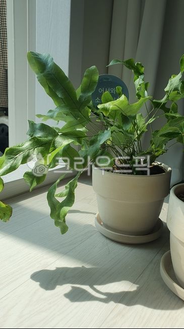블루스타고사리,고사리,화분,잎큰식물,봄식물,봄,인테리어,인테리어식물,플렌트