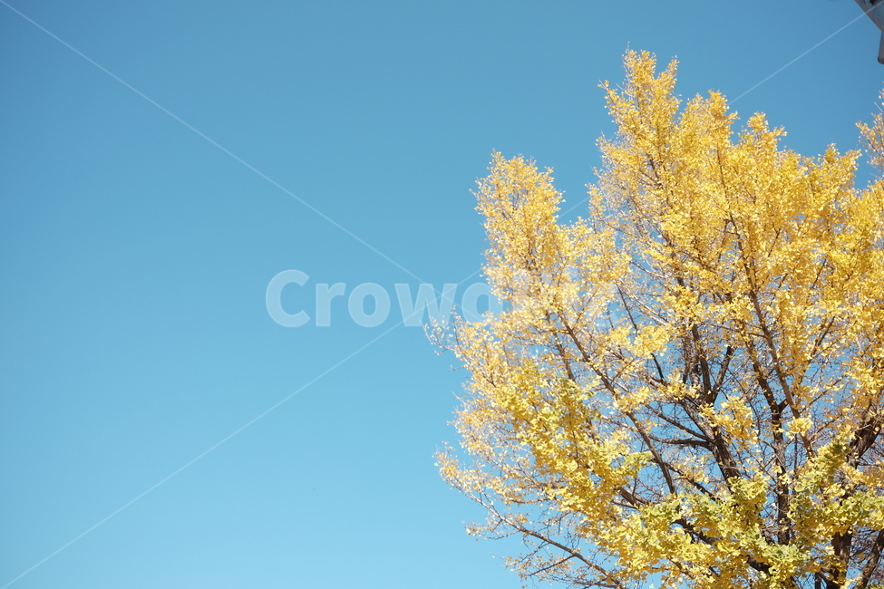 가을,가을하늘,단풍,은행나무,하늘,파랑,가을,계절,fall,autumn,season,tree,나무,plant,식물