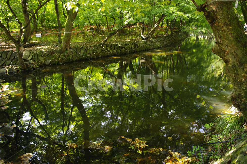 냇물,초록,나무,빛,풍경,자연,풍경,nature,landscape,tree,plant,식물,land,땅,outdoors,옥외,water,물