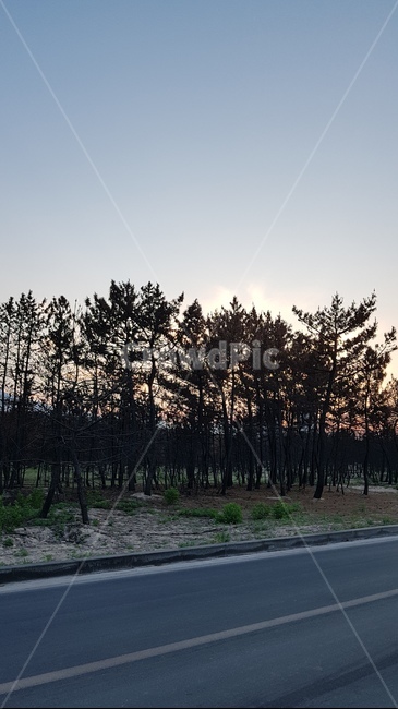 산불,숲,타버린숲,강원도산불,검은나무,나무