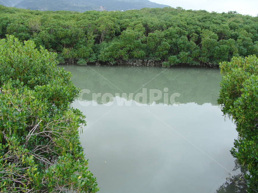 맹그로브,나무,맹그로브숲,물,nature,자연,water,land,땅,outdoors,beautiful,sky,landscape,scenery,background,forest,mangrove,swamp,reed,silvergrass,풍경,배경,숲,늪,자연,풍경,nature,landscape