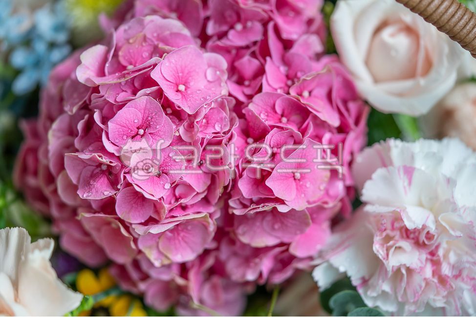 pink,blossom,plant,bouquet,hydrangea,flower