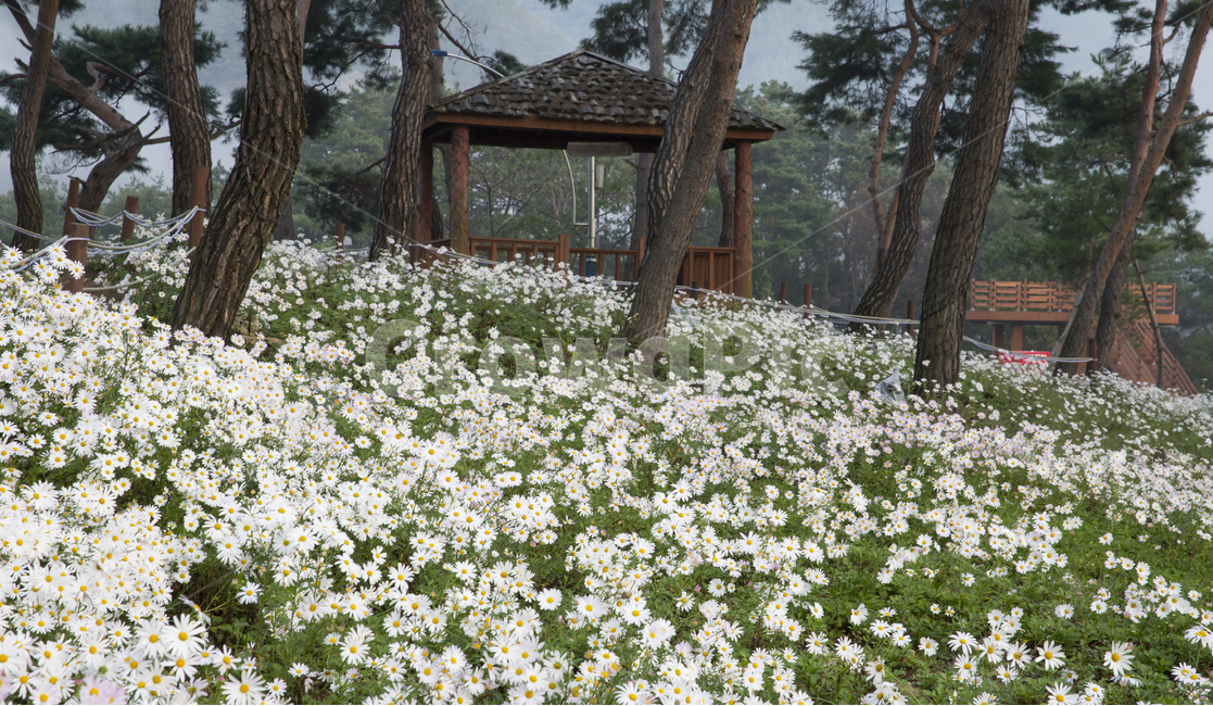 자연,풍경,식물,꽃,구절초,구절초곷,계절,가을,산,야산,동산,나무,소나무,숲,소나무숲,아침,안개,정읍,축제,야생화,들꽃