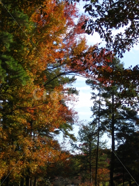 나무,숲,바람,하늘,단풍,자연,풍경,nature,landscape,가을,계절,fall,autumn,season,tree,plant,식물,tree trunk,나무 줄기