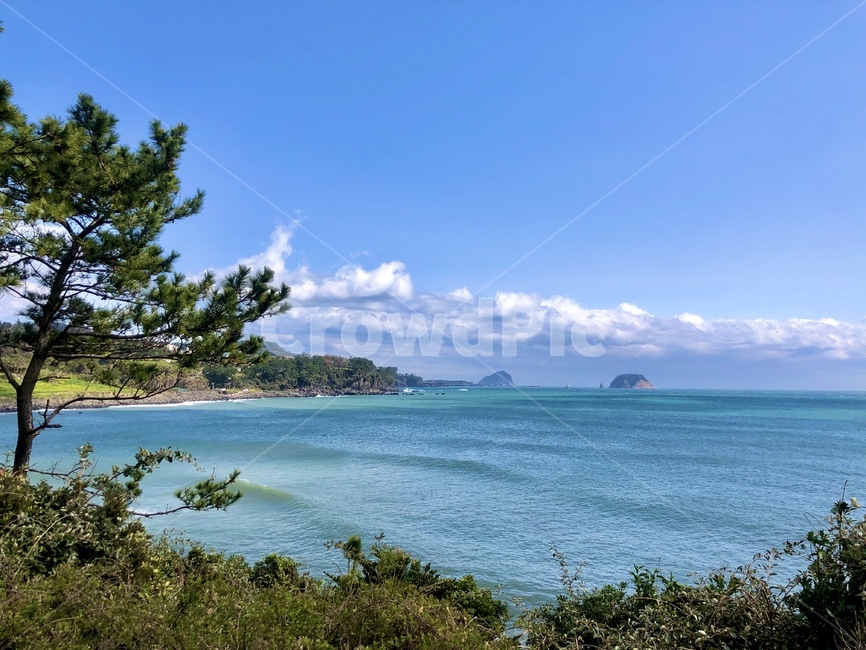 바다,서귀포바다,제주도,ocean,제주바다,sea,소나무,자연,nature