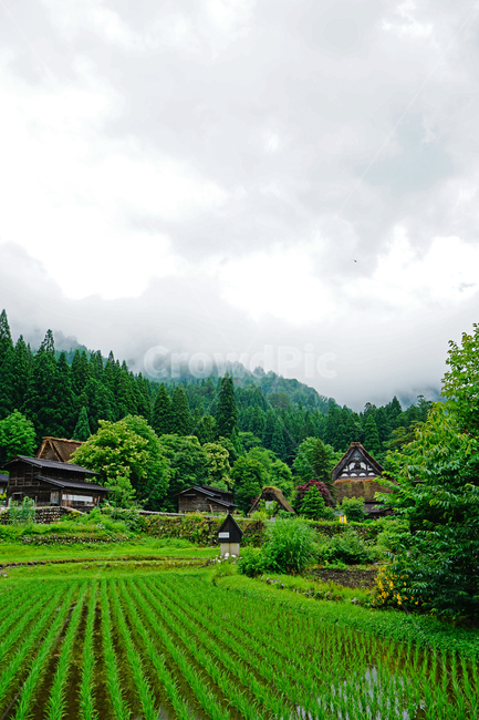 tree,나무,plant,식물,nature,자연,outdoors,옥외,마을,밭,초록,구름,경치