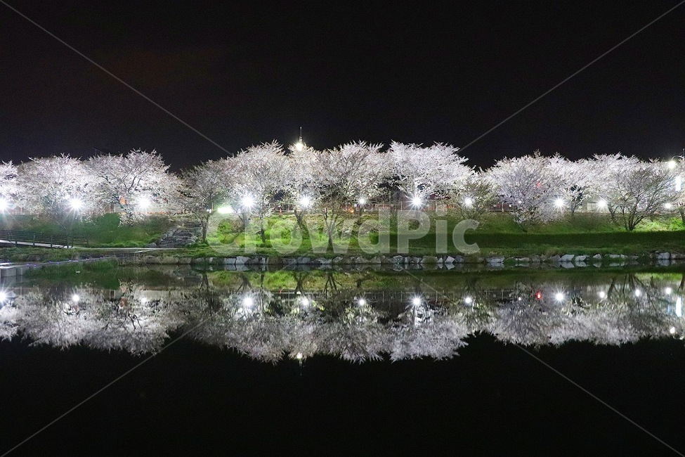 풍경,야경,꽃,감성,벚꽃,봄,계절,spring,season,자연,풍경,nature,landscape,한국자연풍경,한국자연경관,korea nature landscape,야경,밤,nightscape,night,plant,식물