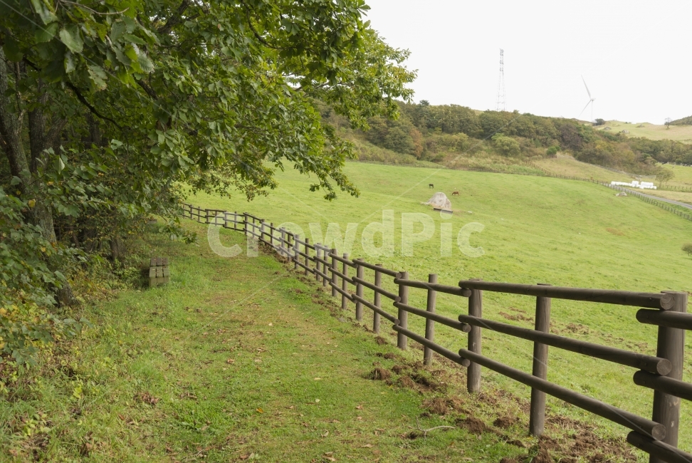 숲길,목장,forest,pasture,풍경,landscape,대관령,하늘목장,길,street,way,초원,전원,식물,plant,나무,wood,자연,풍경,nature,landscape,field,들,grassland,목초지,outdoors,옥외,farm,농장,rural,농촌