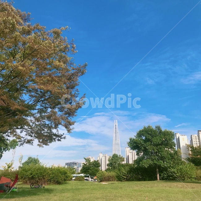 grass,잔디,tree,나무,공원,하늘,식물,자연,plants,nature,나무,trees,wood