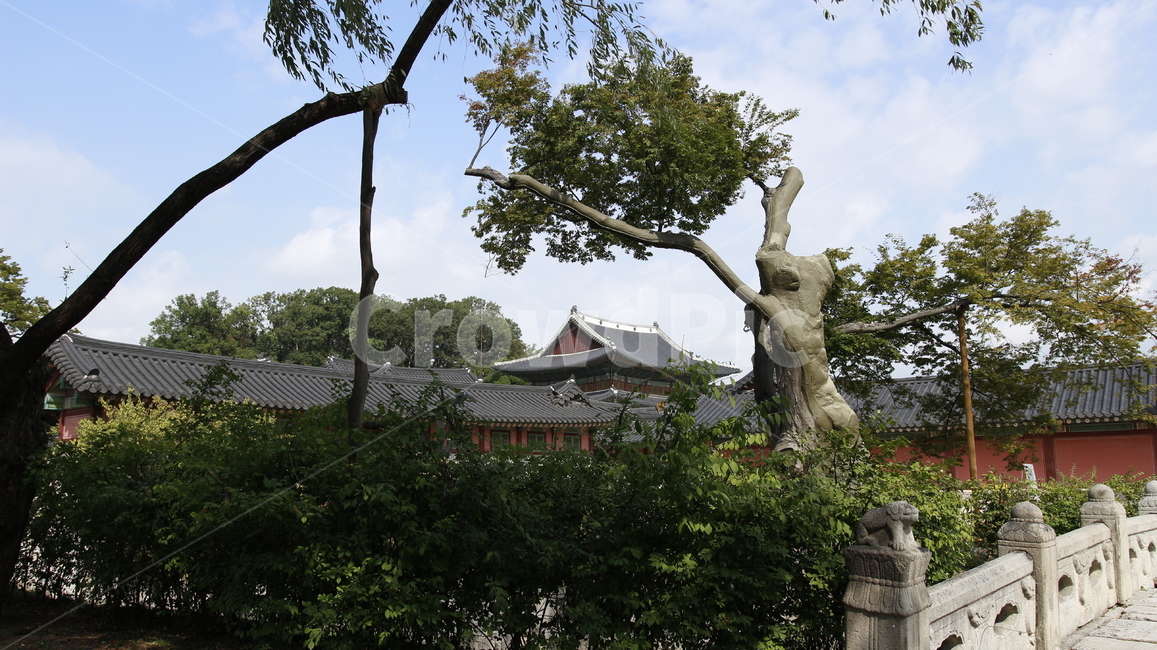 창덕궁,궁궐,조선,한옥,전통,버건디,burgundy,암적색,하늘,나무,tree,sky,green,초록