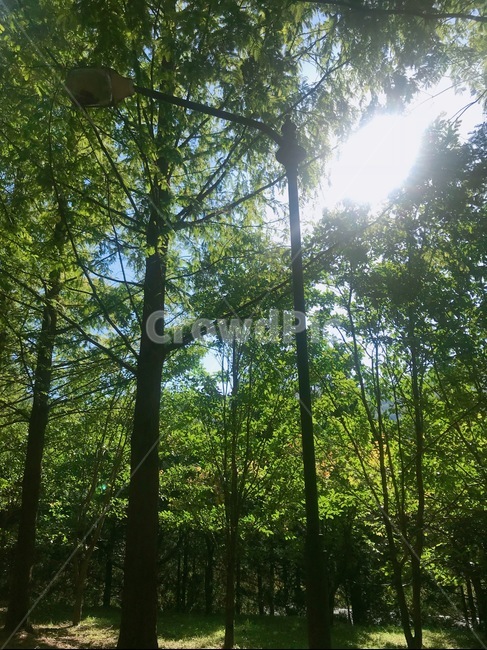 나무,메타세콰이어,수목원,하늘,황토,초목,식물,삼림지,숲,땅,자연,작은숲,vegetation,plant,woodland,forest,outdoors,land,nature,grove,tree,자연,풍경,nature,landscape,light,빛,flare,플레어,sunlight,햇빛