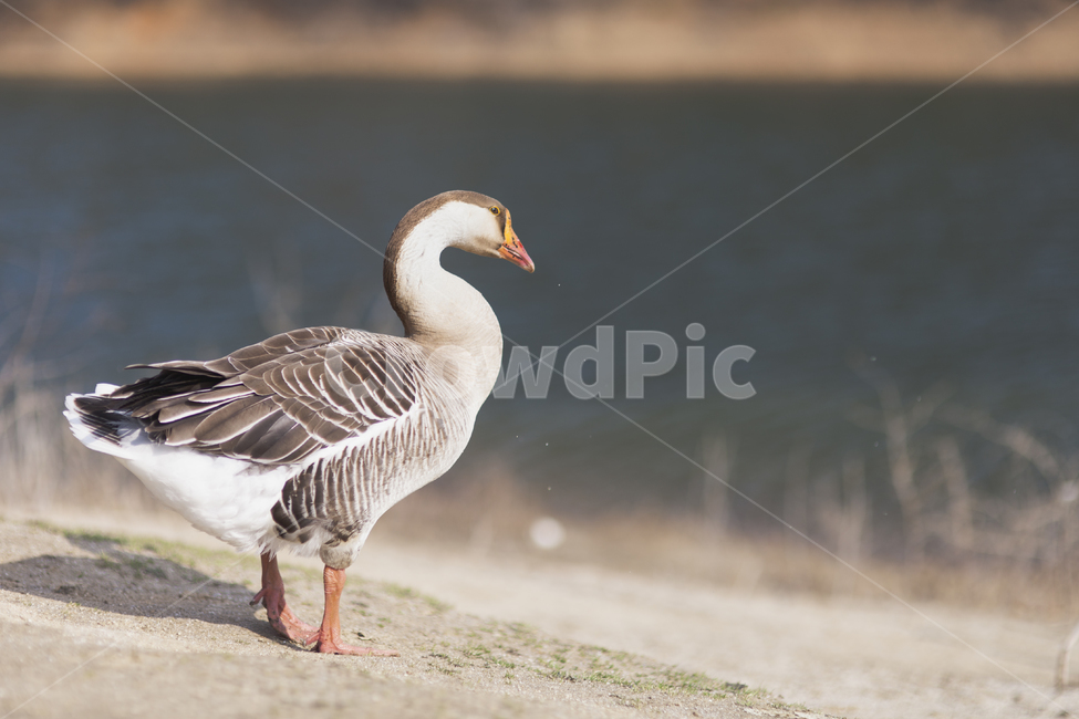 대청호,대청호생태공원,풍경사진,오리,duck,날개짓,동물,animal,조류,새,birds